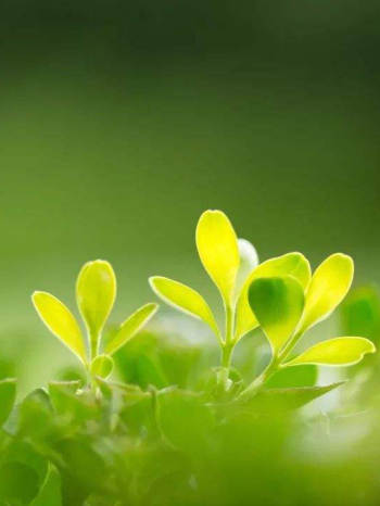 45首经典佛教轻音乐纯音乐合集MP3打包分享